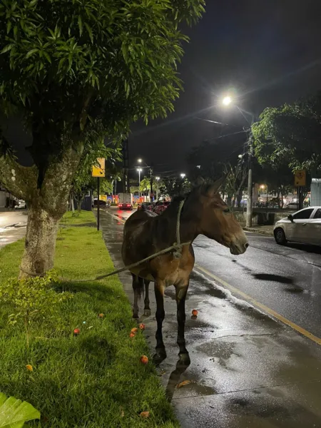 Égua, aparentemente grávida, é abandonada na Cidade Nova