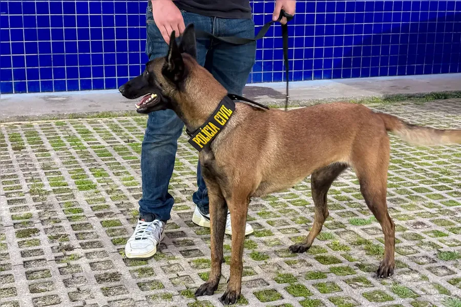 Colombiano é preso com cerca de 200 kg de maconha no Pará