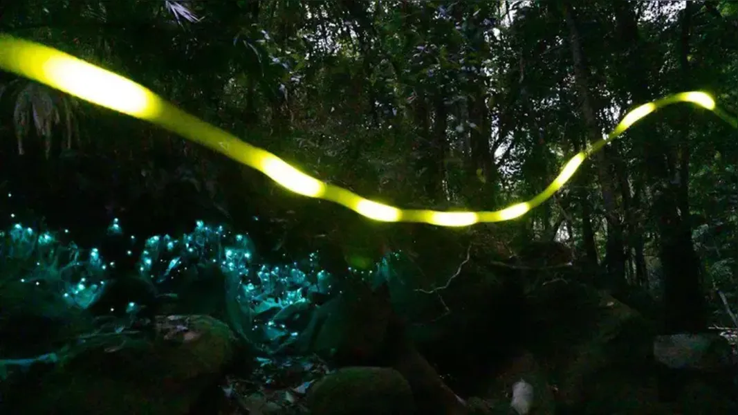 Austrália: conheça a floresta 'mágica' que brilha no escuro 