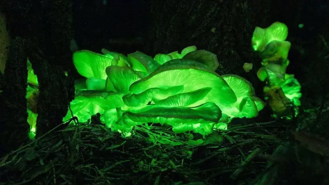Austrália: conheça a floresta 'mágica' que brilha no escuro 
