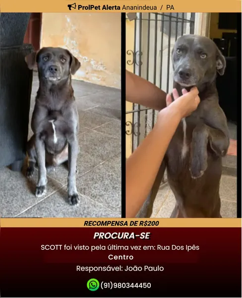 Tutor busca informações de cão desaparecido em Ananindeua