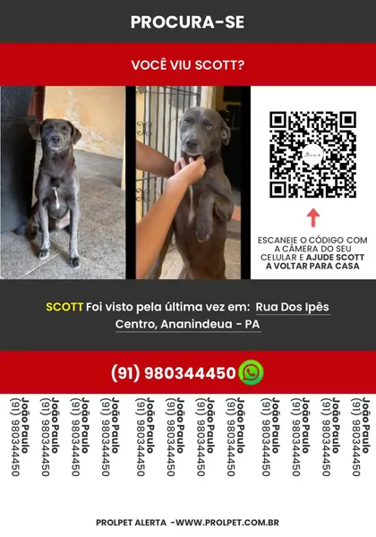 Tutor busca informações de cão desaparecido em Ananindeua