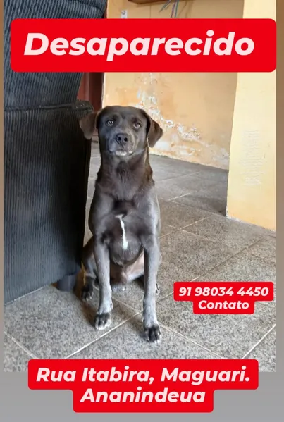 Tutor busca informações de cão desaparecido em Ananindeua