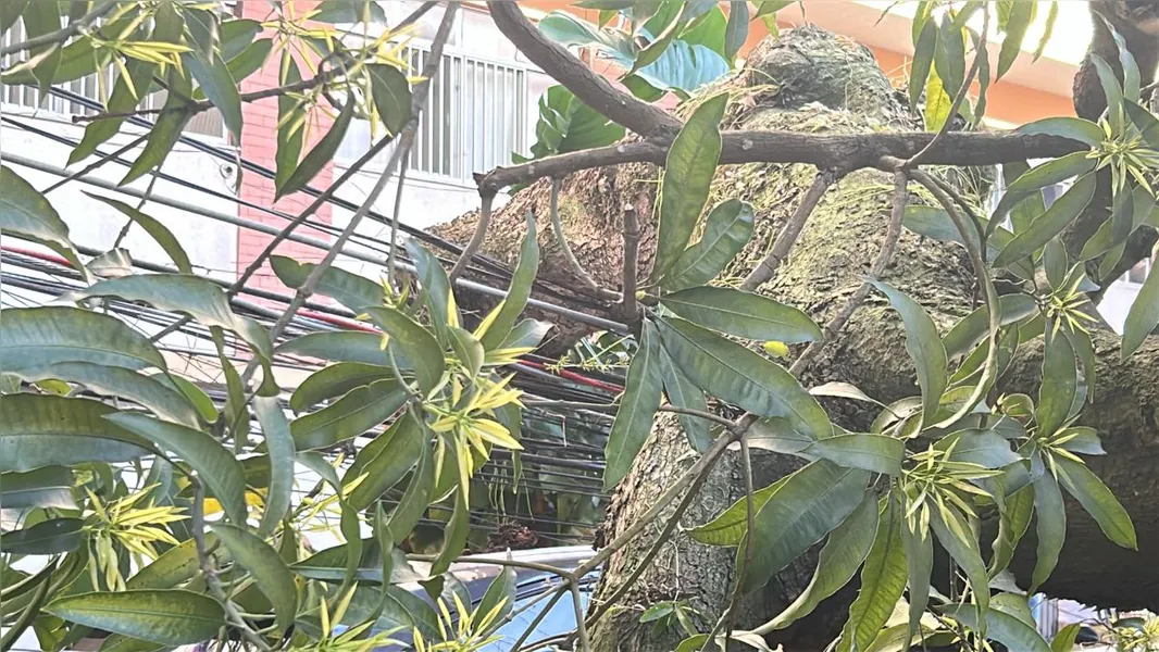 Árvore cai no bairro de Nazaré e complica trânsito de Belém