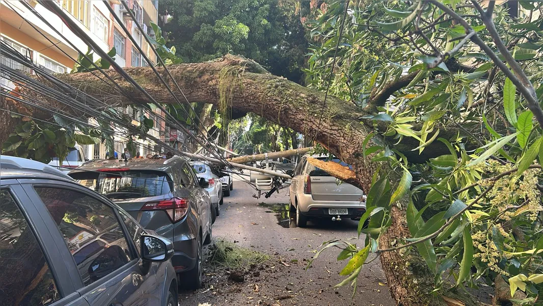 Árvore cai no bairro de Nazaré e complica trânsito de Belém