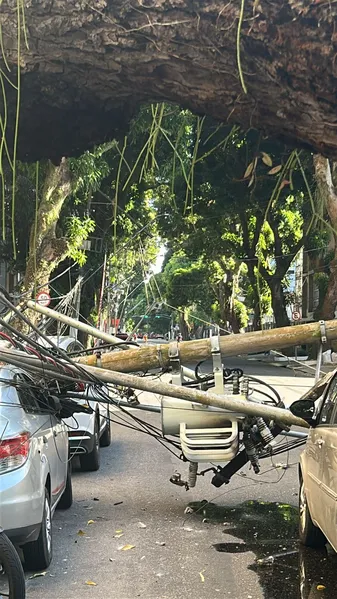 Árvore cai no bairro de Nazaré e complica trânsito de Belém