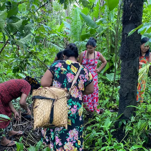 Bioeconomia indígena impulsiona a sustentabilidade na Amazônia