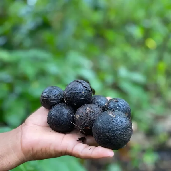 Bioeconomia indígena impulsiona a sustentabilidade na Amazônia