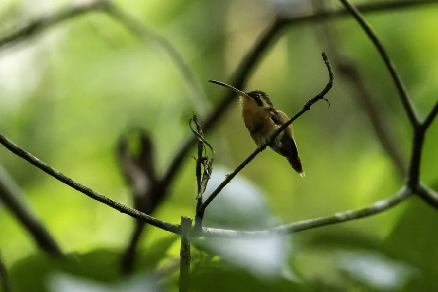 Pássaros em vida livre ensinam a crianças o amor pela natureza