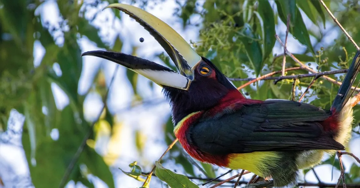 Pássaros em vida livre ensinam a crianças o amor pela natureza