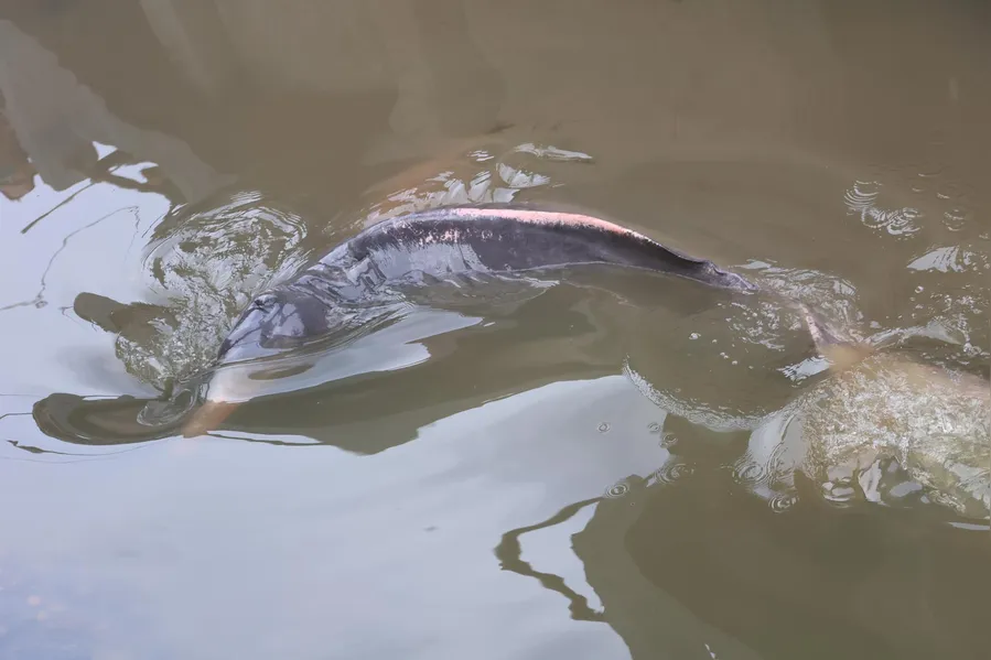 Como um boto foi parar em um canal de Belém? Entenda o trajeto do animal
