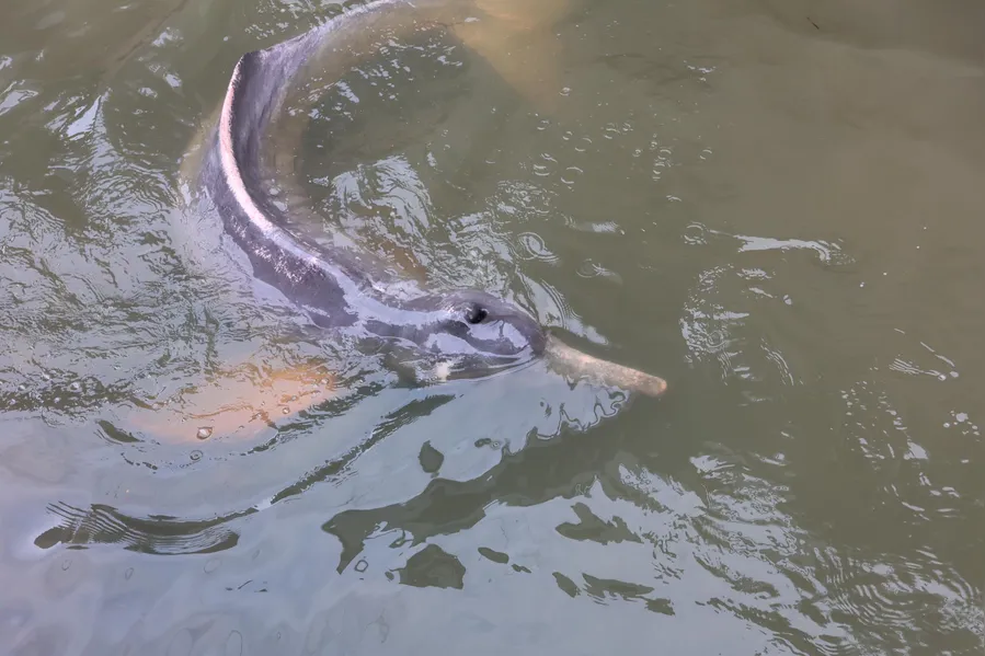 Como um boto foi parar em um canal de Belém? Entenda o trajeto do animal