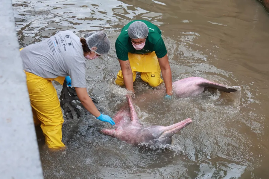 Como um boto foi parar em um canal de Belém? Entenda o trajeto do animal