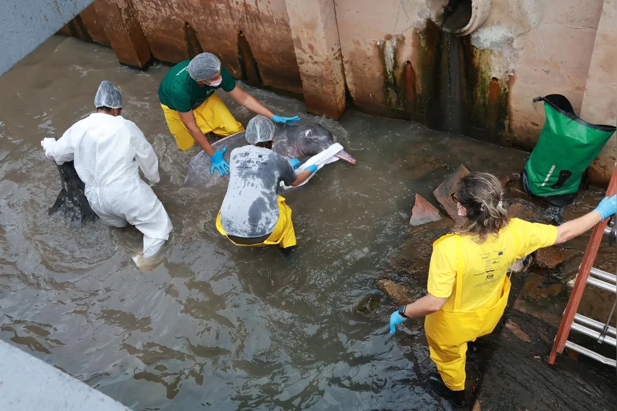 Como um boto foi parar em um canal de Belém? Entenda o trajeto do animal