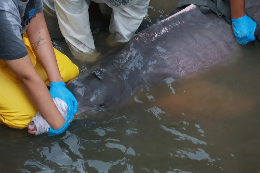 Como um boto foi parar em um canal de Belém? Entenda o trajeto do animal