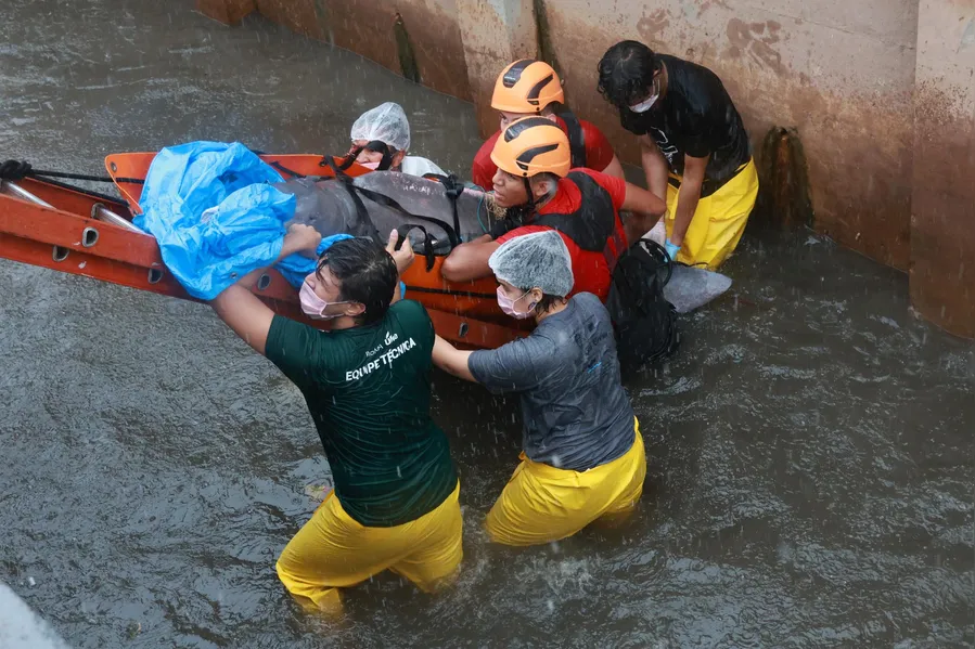 Como um boto foi parar em um canal de Belém? Entenda o trajeto do animal