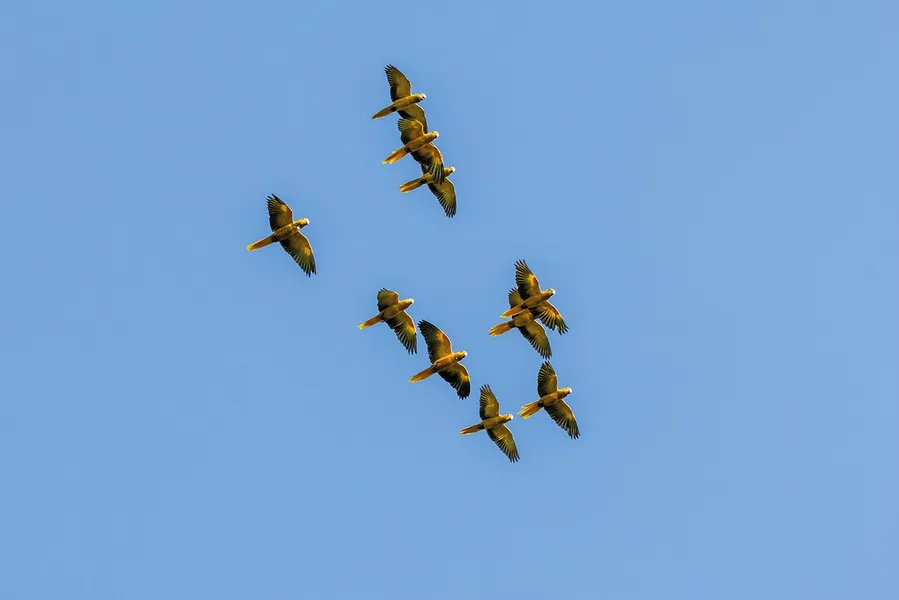 Pássaros em vida livre ensinam a crianças o amor pela natureza