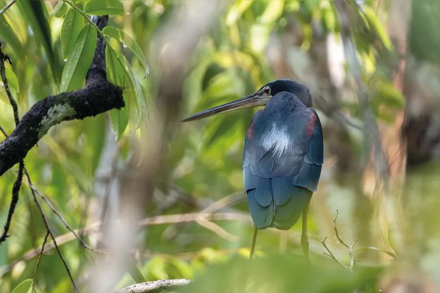 Pássaros em vida livre ensinam a crianças o amor pela natureza