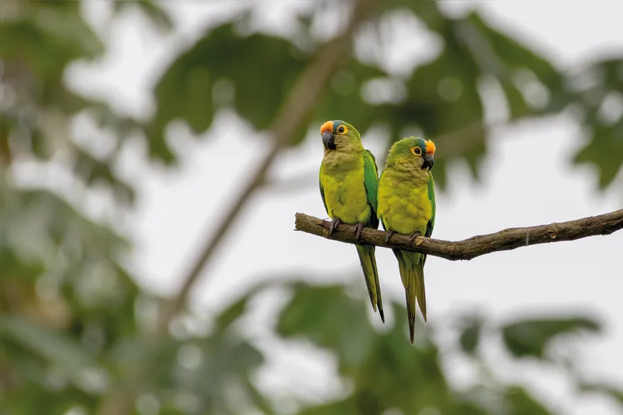 Pássaros em vida livre ensinam a crianças o amor pela natureza