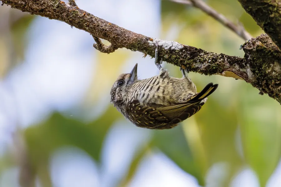 Pássaros em vida livre ensinam a crianças o amor pela natureza