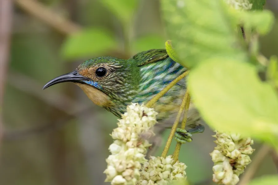Pássaros em vida livre ensinam a crianças o amor pela natureza