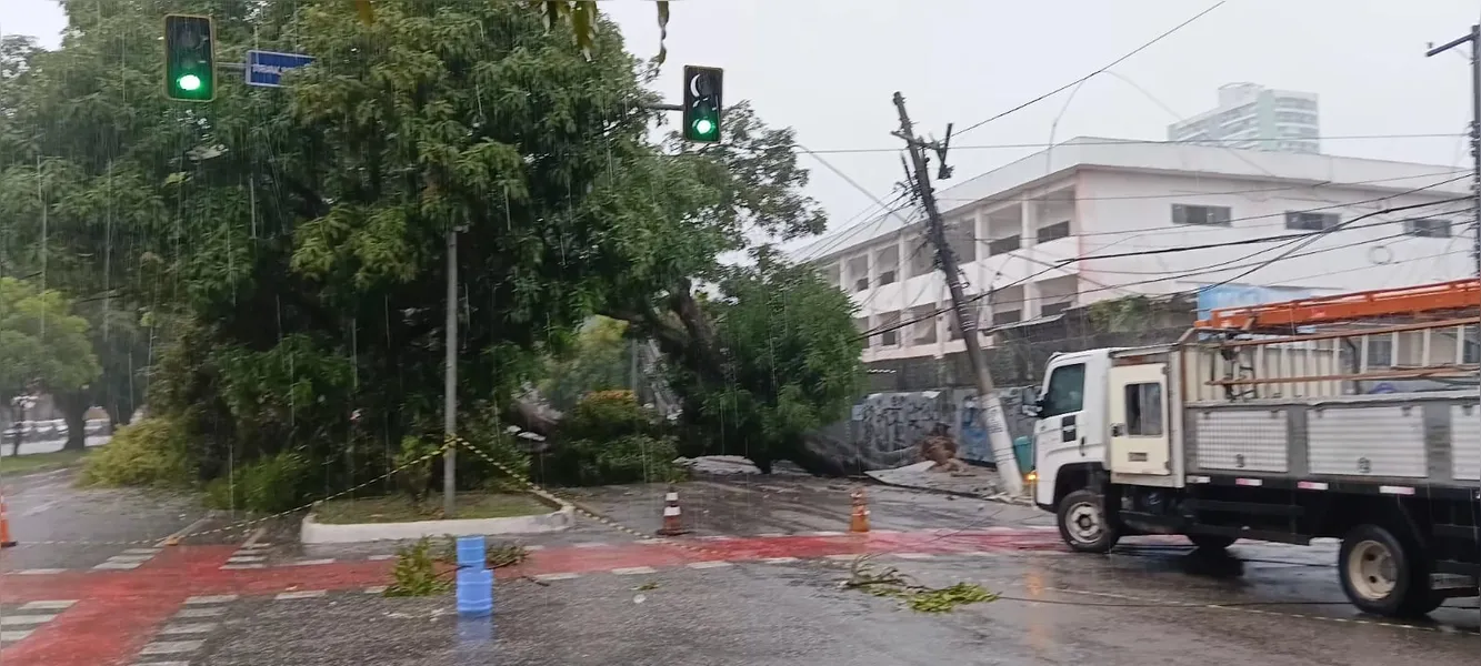 Árvore cai, derruba fiação elétrica e interdita trecho em Belém