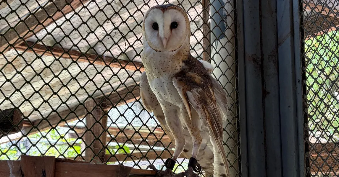 Mangal das Garças ganha nova coruja que passa a integrar fauna local