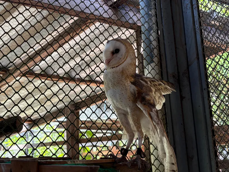 Mangal das Garças ganha nova coruja que passa a integrar fauna local