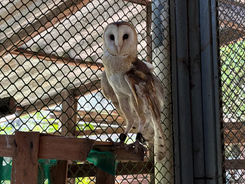 Mangal das Garças ganha nova coruja que passa a integrar fauna local