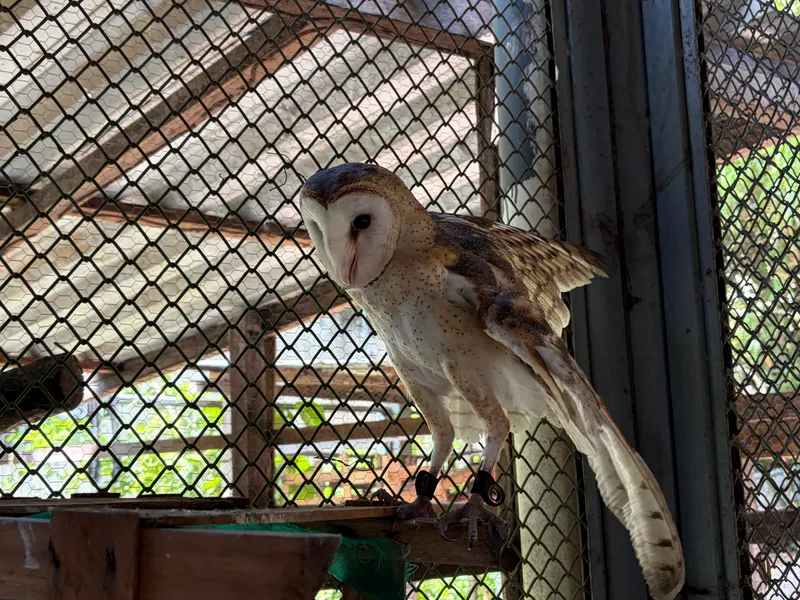 Mangal das Garças ganha nova coruja que passa a integrar fauna local