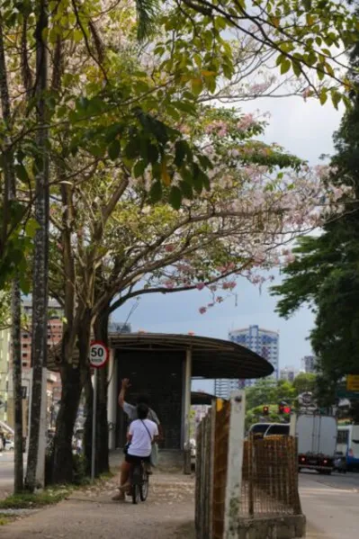 Temporada dos ipês: veja onde encontrar as árvores floridas em Belém