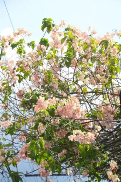 Temporada dos ipês: veja onde encontrar as árvores floridas em Belém