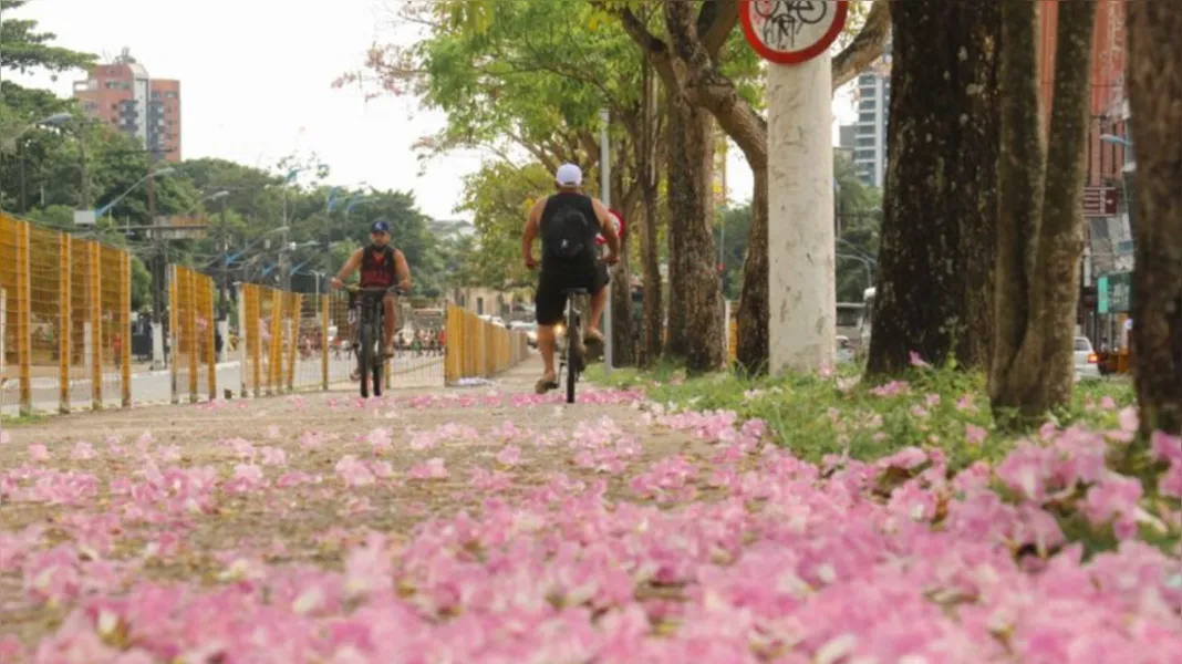 Temporada dos ipês: veja onde encontrar as árvores floridas em Belém