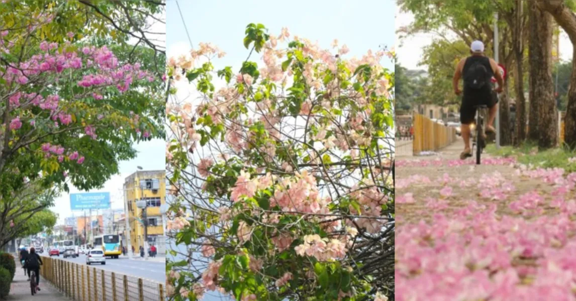 Temporada dos ipês: veja onde encontrar as árvores floridas em Belém
