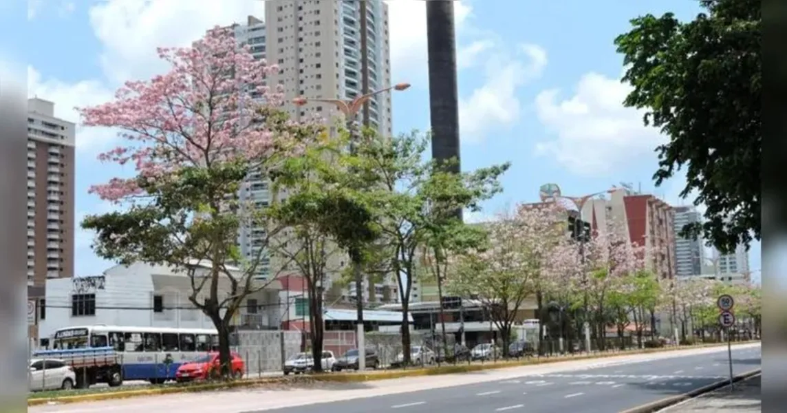 Temporada dos ipês: veja onde encontrar as árvores floridas em Belém