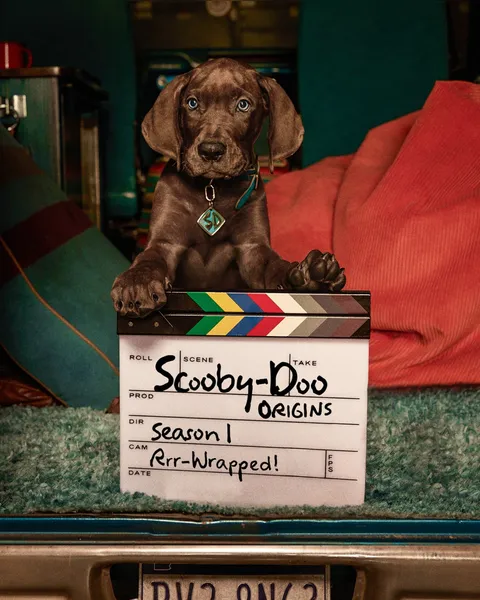 Scooby-Doo encerra gravações e prepara estreia na Netflix