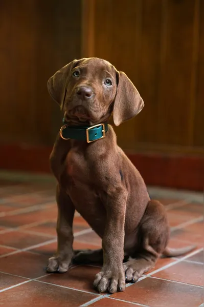 Scooby-Doo encerra gravações e prepara estreia na Netflix