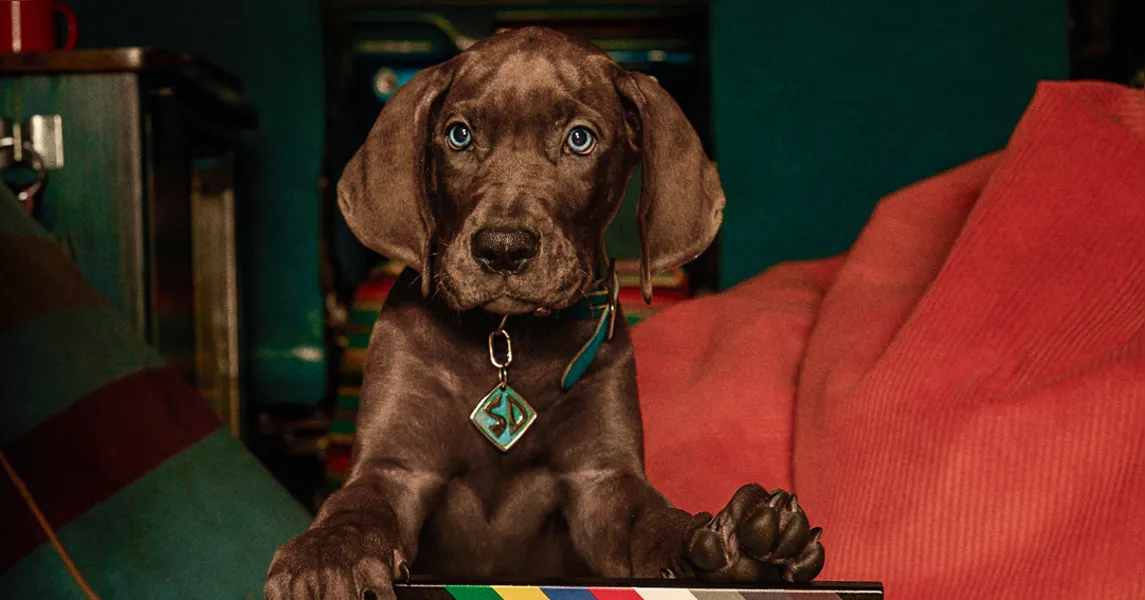 Scooby-Doo encerra gravações e prepara estreia na Netflix