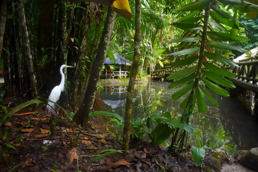 Bosque Rodrigues Alves preserva relação de Belém com a floresta