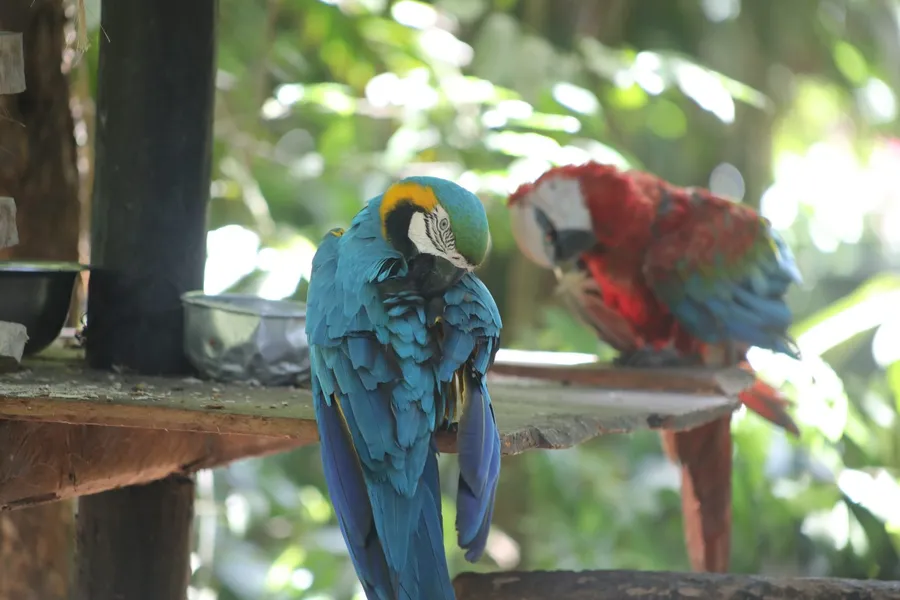Bosque Rodrigues Alves preserva relação de Belém com a floresta