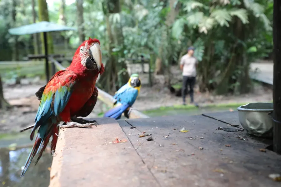 Bosque Rodrigues Alves preserva relação de Belém com a floresta