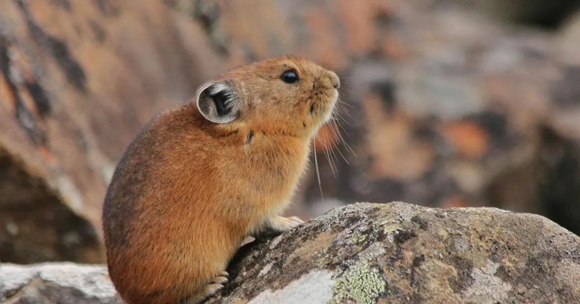 Pikas entram em risco de extinção e preocupa cientistas chineses