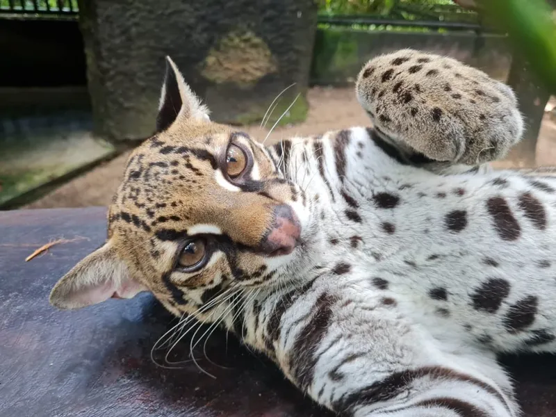 Bosque Rodrigues Alves preserva relação de Belém com a floresta