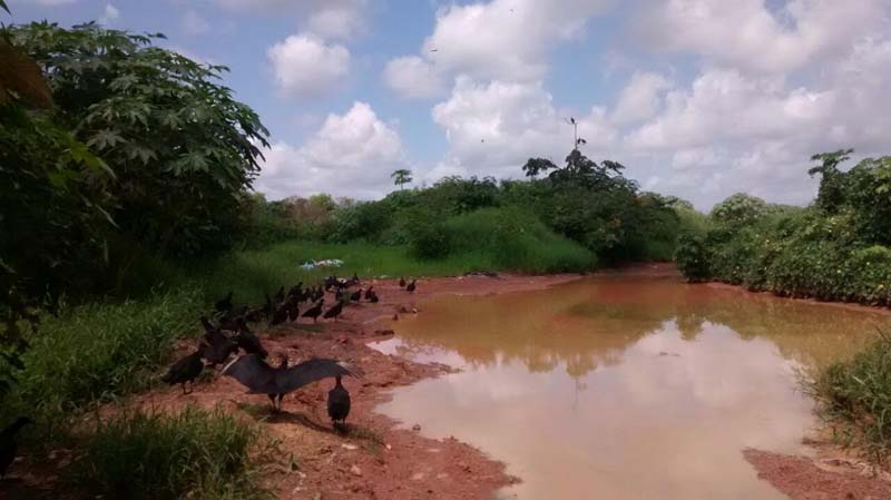 
        
            Rio Caraparu está contaminado
        
    