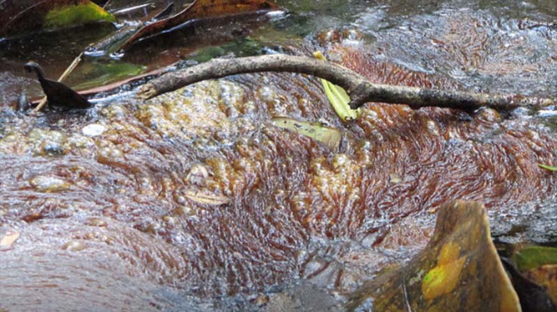 
        
            Rio Caraparu está contaminado
        
    