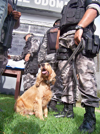 
        
            Polícia realiza mega operação em Santa Izabel
        
    