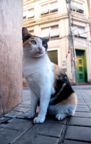 
        
            Cenas da Cidade
        
    