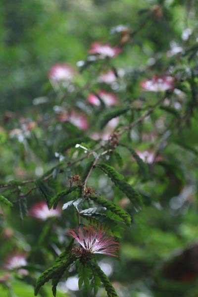 
        
            Anuário destaca riquezas da fauna e flora
        
    