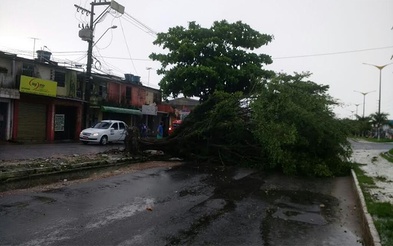 
        
            Queda de árvore bloqueia avenida Arterial 18, em Ananindeua
        
    