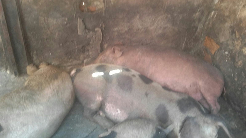 
        
            Vizinhos reclamam de matadouro clandestino
        
    